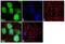 FKBP Prolyl Isomerase 5 antibody, 711292, Invitrogen Antibodies, Immunofluorescence image 