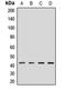 GPN-Loop GTPase 1 antibody, LS-C668575, Lifespan Biosciences, Western Blot image 