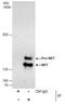 c-met antibody, PA5-27235, Invitrogen Antibodies, Immunoprecipitation image 