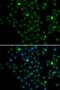 LIM Domain Only 4 antibody, orb373588, Biorbyt, Immunocytochemistry image 