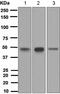 Transcription Factor AP-2 Alpha antibody, ab108311, Abcam, Western Blot image 