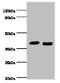 RAD23 Homolog A, Nucleotide Excision Repair Protein antibody, A53961-100, Epigentek, Western Blot image 