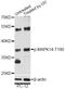 p38 antibody, AP0056, ABclonal Technology, Western Blot image 