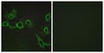 5-Hydroxytryptamine Receptor 7 antibody, abx015215, Abbexa, Western Blot image 