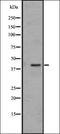 A-Kinase Anchoring Protein 11 antibody, orb337680, Biorbyt, Western Blot image 