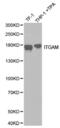 CD11b antibody, abx001331, Abbexa, Western Blot image 
