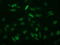 Augurin antibody, LS-C172856, Lifespan Biosciences, Immunofluorescence image 