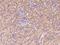 M-phase inducer phosphatase 2 antibody, 103740-T08, Sino Biological, Immunohistochemistry frozen image 
