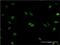 Ribonuclease H2 subunit C antibody, H00084153-M02, Novus Biologicals, Immunocytochemistry image 