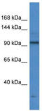 NK2 Homeobox 1 antibody, TA343134, Origene, Western Blot image 