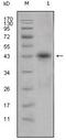 APOL1 antibody, GTX83213, GeneTex, Western Blot image 