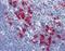 CD68 Molecule antibody, orb88515, Biorbyt, Immunohistochemistry paraffin image 