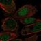 HLF Transcription Factor, PAR BZIP Family Member antibody, NBP2-56606, Novus Biologicals, Immunofluorescence image 