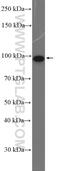 DEAD-Box Helicase 54 antibody, 26894-1-AP, Proteintech Group, Western Blot image 