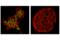 E1A Binding Protein P300 antibody, 86377S, Cell Signaling Technology, Immunocytochemistry image 