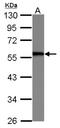 Plasminogen activator inhibitor 1 RNA-binding protein antibody, NBP2-20304, Novus Biologicals, Western Blot image 
