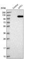 Metal Regulatory Transcription Factor 1 antibody, NBP1-86379, Novus Biologicals, Western Blot image 