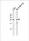 Interferon Alpha Inducible Protein 6 antibody, PA5-48485, Invitrogen Antibodies, Western Blot image 