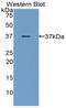 Progastricsin antibody, LS-C301541, Lifespan Biosciences, Western Blot image 