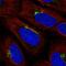 KIAA0319 Like antibody, HPA072692, Atlas Antibodies, Immunofluorescence image 