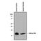 CXCL4 antibody, MAB7952, R&D Systems, Western Blot image 