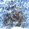Regenerating islet-derived protein 3-beta antibody, MA5-23999, Invitrogen Antibodies, Immunohistochemistry paraffin image 