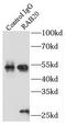 RAB20, Member RAS Oncogene Family antibody, FNab07003, FineTest, Immunoprecipitation image 