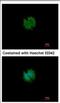Cation Channel Sperm Associated Auxiliary Subunit Beta antibody, NBP2-15728, Novus Biologicals, Immunofluorescence image 