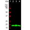 Visinin Like 1 antibody, M06959-1, Boster Biological Technology, Western Blot image 