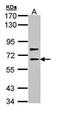 SHC-transforming protein 4 antibody, orb69939, Biorbyt, Western Blot image 