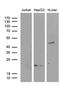 Amidohydrolase Domain Containing 1 antibody, LS-C792285, Lifespan Biosciences, Western Blot image 