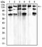 Leptin Receptor antibody, orb318718, Biorbyt, Western Blot image 