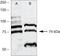 Protein kinase C iota type antibody, 40-0600Z, Invitrogen Antibodies, Western Blot image 