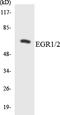 Early Growth Response 1 antibody, EKC1685, Boster Biological Technology, Western Blot image 