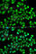 MAPK Activated Protein Kinase 3 antibody, A7572, ABclonal Technology, Immunofluorescence image 