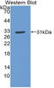 Nitric oxide synthase trafficker antibody, LS-C314578, Lifespan Biosciences, Western Blot image 