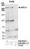 BRCA1 DNA Repair Associated antibody, A300-000A, Bethyl Labs, Immunoprecipitation image 