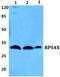 40S ribosomal protein S4, X isoform antibody, PA5-75566, Invitrogen Antibodies, Western Blot image 