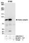 Adaptor Related Protein Complex 2 Subunit Alpha 1 antibody, A304-721A, Bethyl Labs, Immunoprecipitation image 