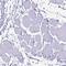p210 antibody, HPA053969, Atlas Antibodies, Immunohistochemistry frozen image 