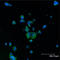 BCL2 Associated Agonist Of Cell Death antibody, ADI-905-638-100, Enzo Life Sciences, Immunofluorescence image 