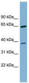 NAD(P)HX Dehydratase antibody, TA342363, Origene, Western Blot image 
