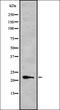 G Protein-Coupled Receptor 4 antibody, orb335616, Biorbyt, Western Blot image 