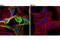 Calponin 1 antibody, 17819T, Cell Signaling Technology, Immunocytochemistry image 