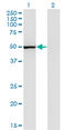Prostacyclin synthase antibody, LS-C198028, Lifespan Biosciences, Western Blot image 
