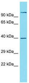 Nudix Hydrolase 19 antibody, TA334901, Origene, Western Blot image 