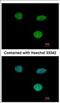 Interferon Induced Protein 35 antibody, NBP2-16920, Novus Biologicals, Immunocytochemistry image 