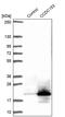 Coiled-Coil Domain Containing 153 antibody, PA5-59594, Invitrogen Antibodies, Western Blot image 