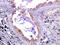Lymphocyte Activating 3 antibody, OABF01057, Aviva Systems Biology, Immunohistochemistry paraffin image 