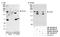 Paired amphipathic helix protein Sin3a antibody, NB100-2253, Novus Biologicals, Immunoprecipitation image 